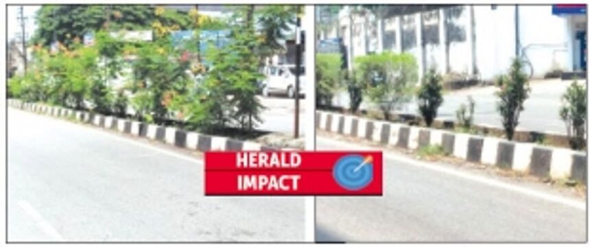 Tall plants along road median in Vasco replaced