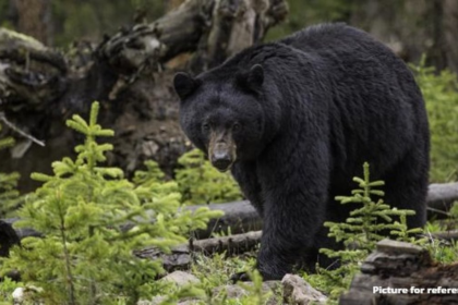 Tambdi Surla Man Seriously Injured in Bear Attack in Collem Forest