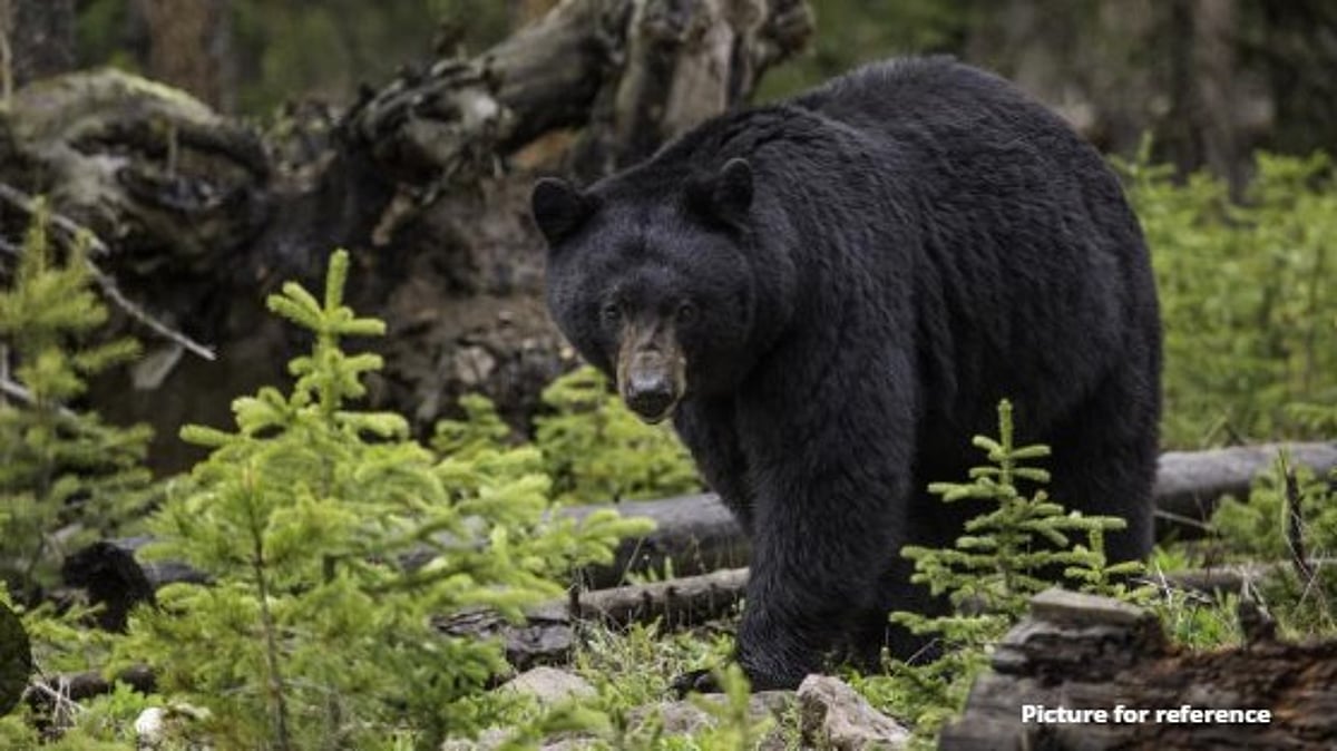 Tambdi Surla Man Seriously Injured in Bear Attack in Collem Forest