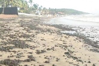 Tar balls back to haunt visitors at Pernem, Bardez coast