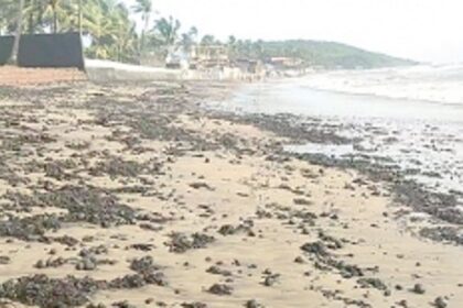 Tar balls back to haunt visitors at Pernem, Bardez coast