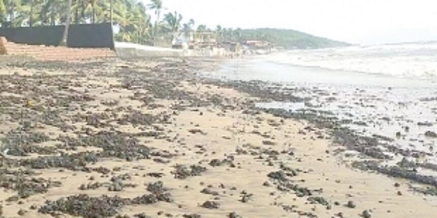 Tar balls back to haunt visitors at Pernem, Bardez coast
