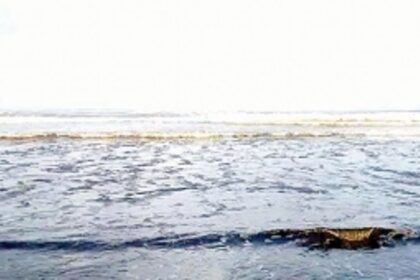 Tar balls make their annual polluted landings on Goa’s beaches