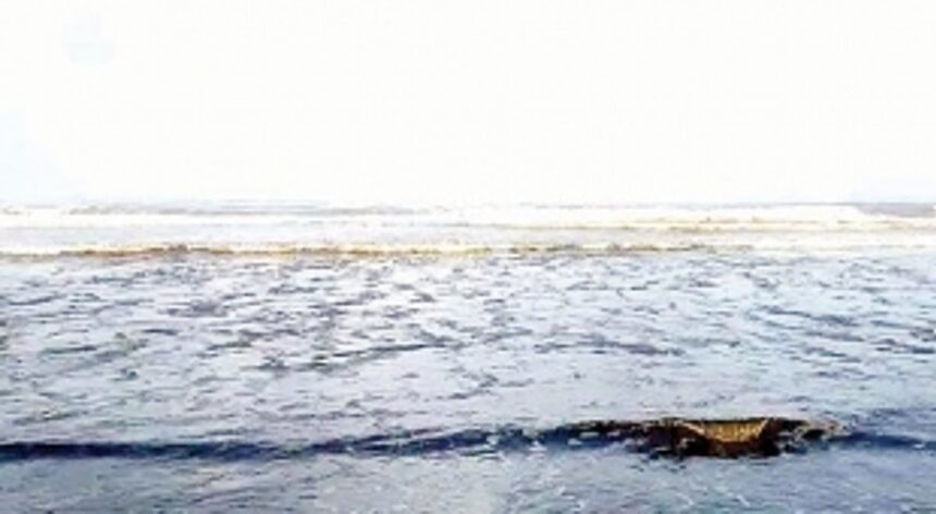 Tar balls make their annual polluted landings on Goa’s beaches