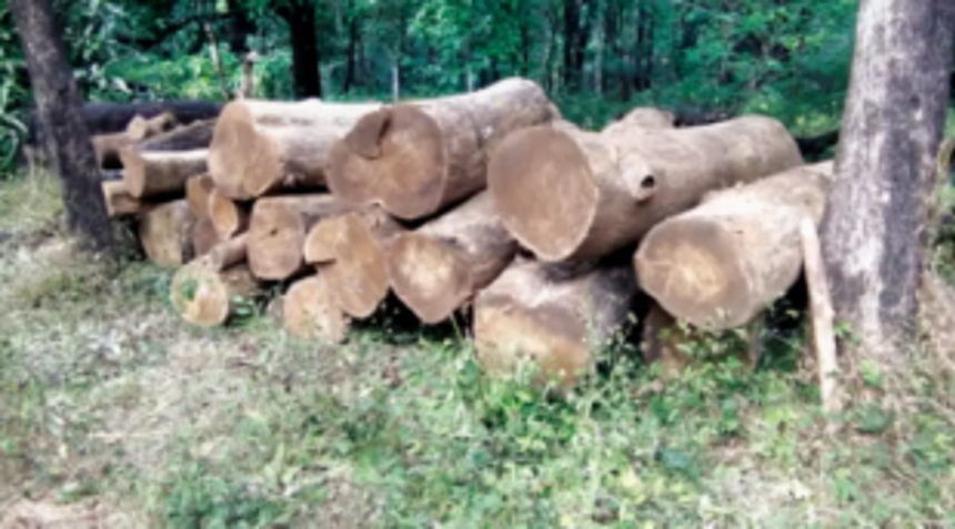 Teak, Bhendi wood seized at Curtorim