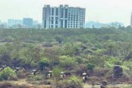 Telangana High Court Halts Tree Cutting in Gachibowli Amid Protest and Political Row