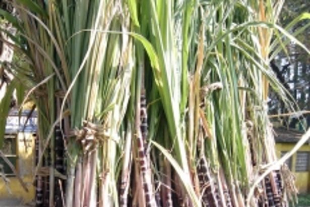 Temporary sweetener to the sugarcane farmers