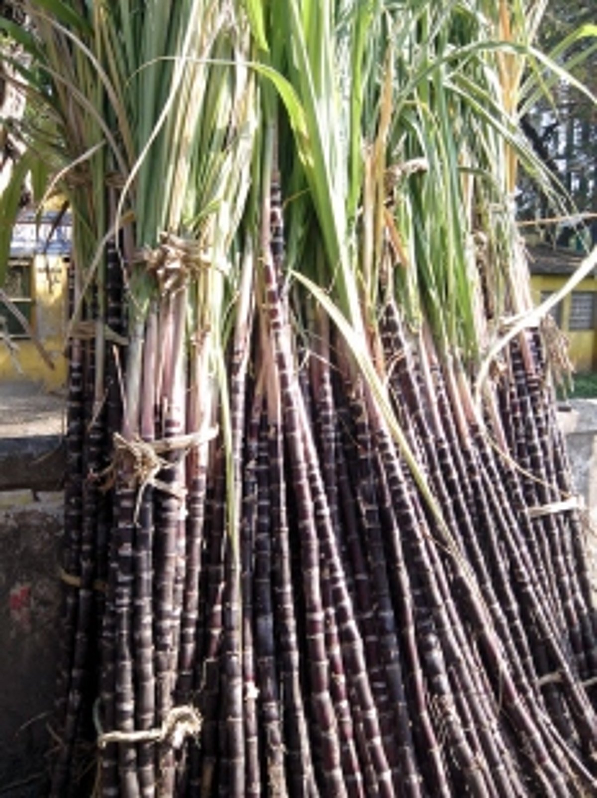 Temporary sweetener to the sugarcane farmers