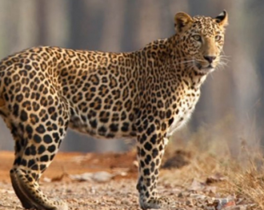 Tension in Shiroda as locals spot leopard