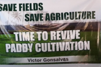 Testing of Goa Dhan-3 rice  seed variety held at St Cruz