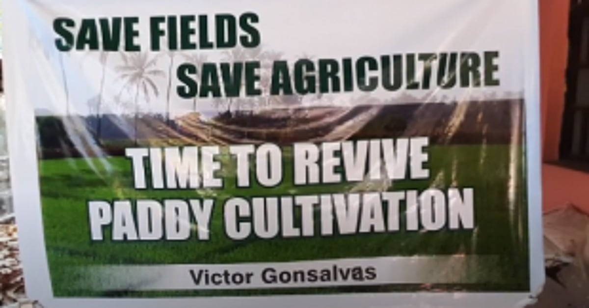 Testing of Goa Dhan-3 rice  seed variety held at St Cruz