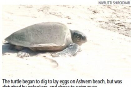 Thanks to loud tourists, Olive Ridley turtle came, saw, and left without laying eggs