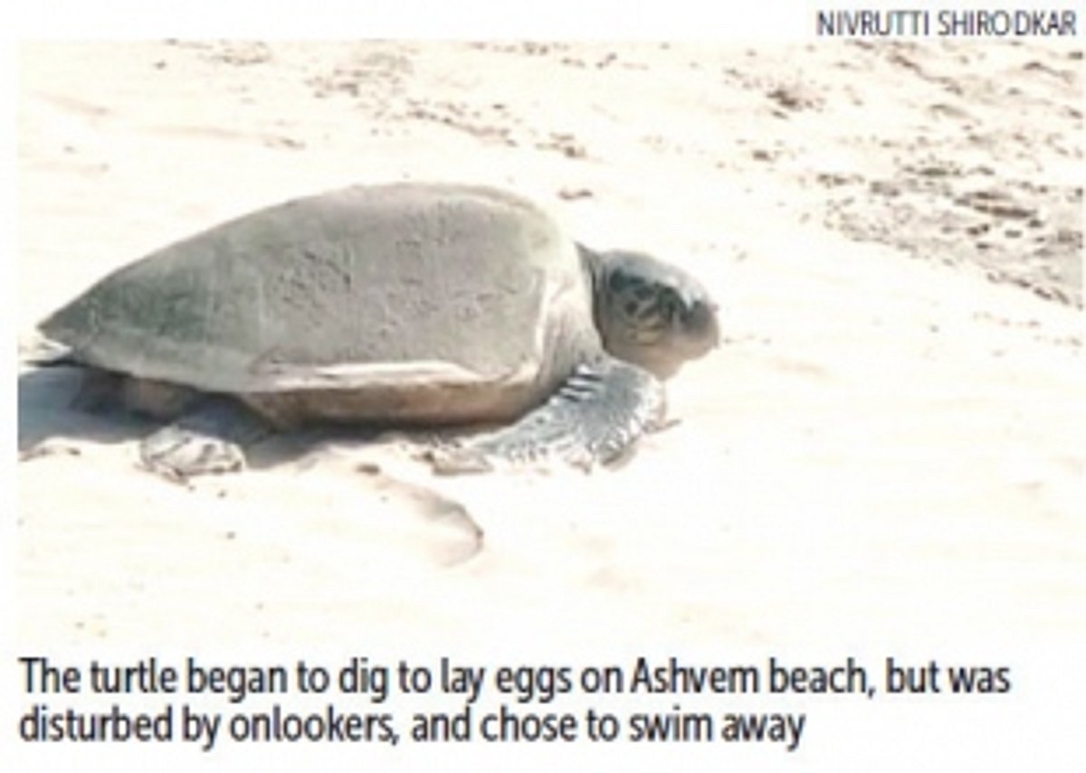 Thanks to loud tourists, Olive Ridley turtle came, saw, and left without laying eggs