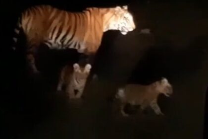 That Mhadei is Tigers’ habitat has been proved again and again: Kerkar