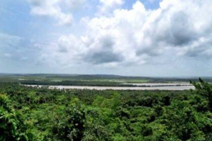 The Challenge Of Saving Private Forests