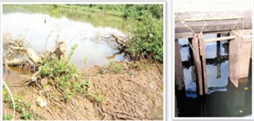 The Destruction of Goa's Agriculture