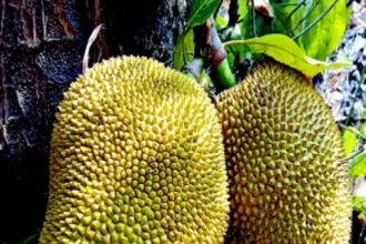 The Jack of all fruits, Goa’s favourite ‘ponos’