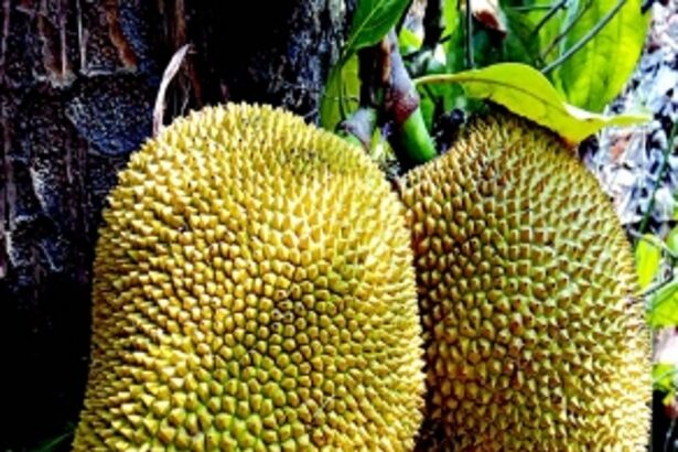 The Jack of all fruits, Goa’s favourite ‘ponos’