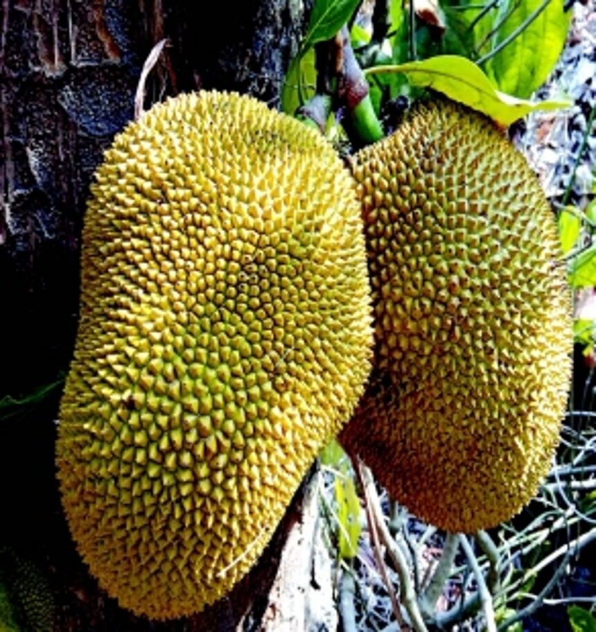 The Jack of all fruits, Goa’s favourite ‘ponos’ 1 The Jack of all fruits, Goa’s favourite ‘ponos’