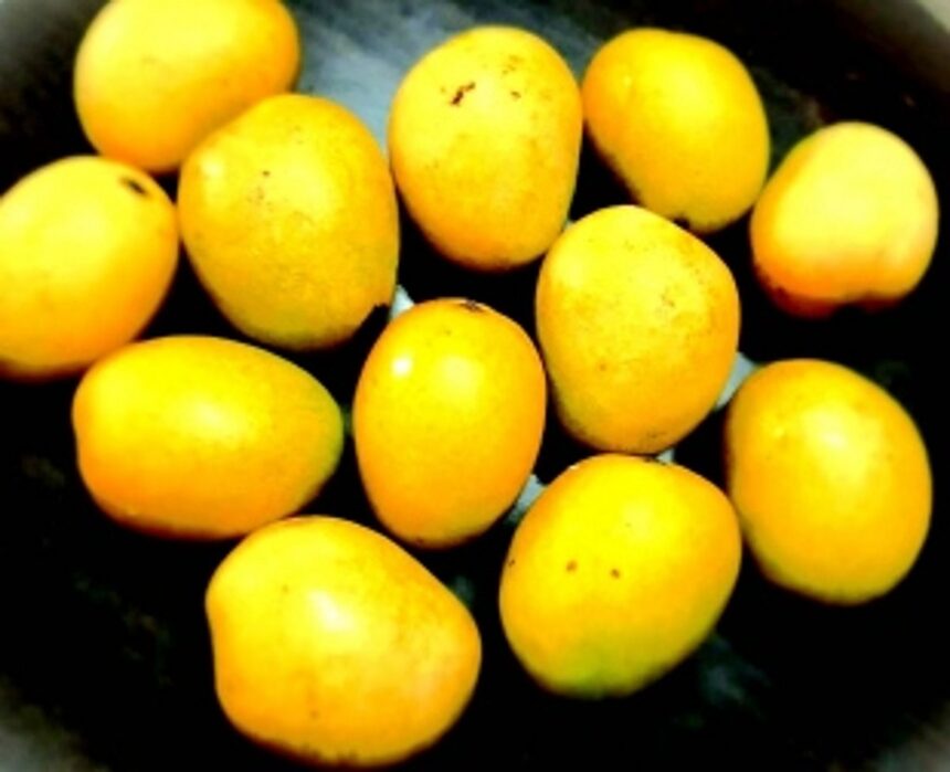 The King of Fruits: Mangoes reign supreme in the Goan summer