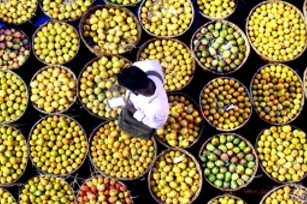 The Mankurad Mango now travels from Goan shores
