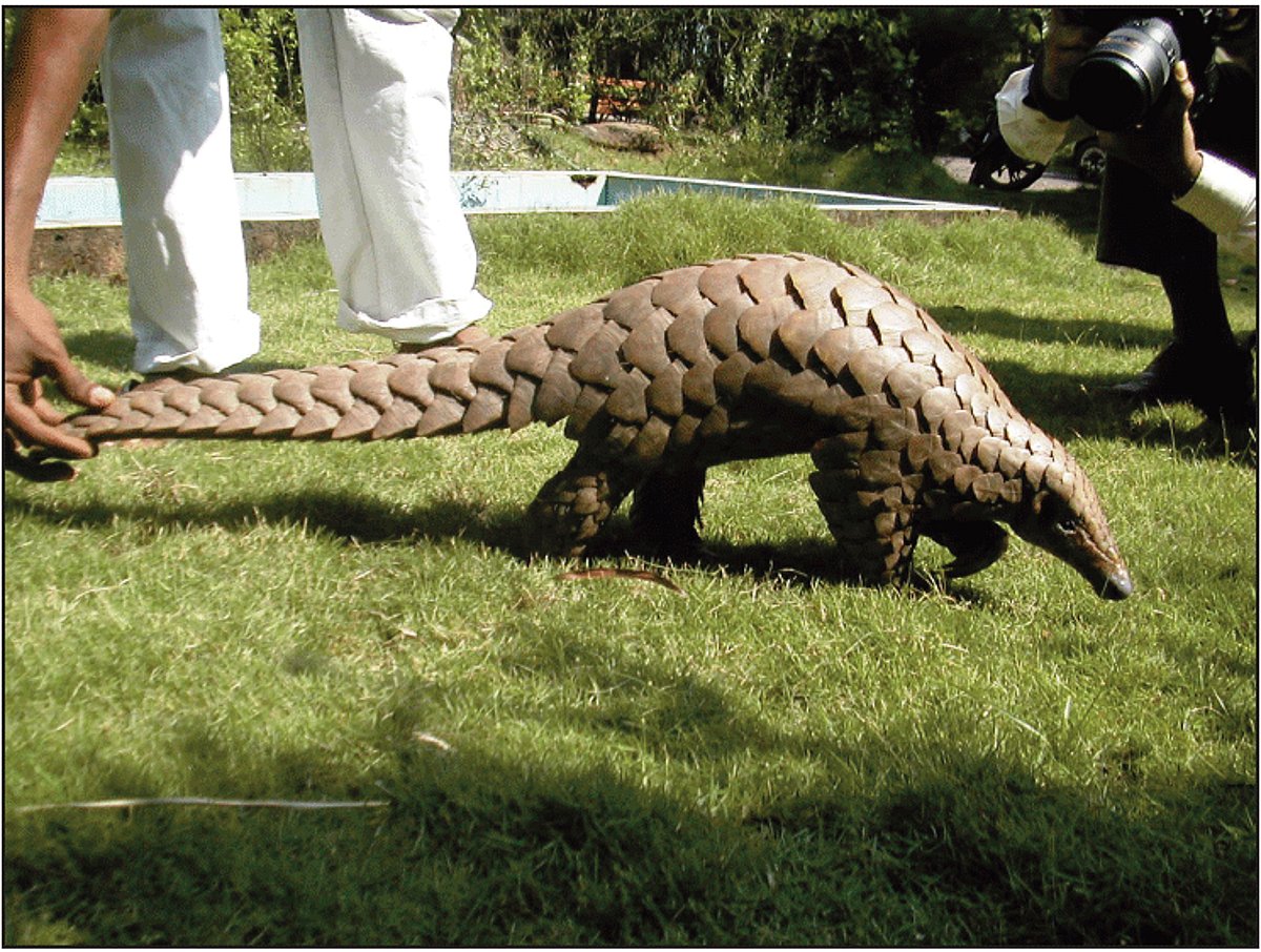 The Pangolin that was rescued at Pedda-Varca on Sunday morning.