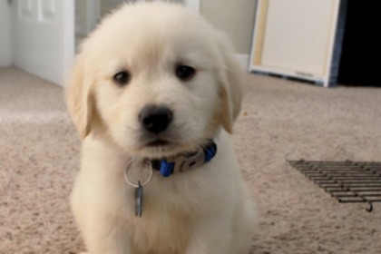 The Pet problem