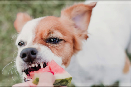 The Responsibilities of Pet Ownership