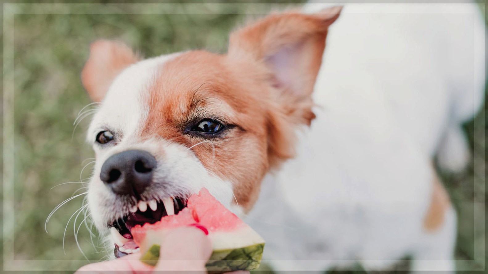 The Responsibilities of Pet Ownership