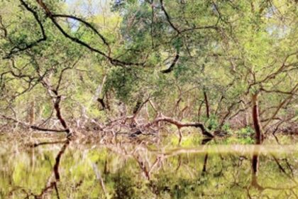 The Wetlands of Goa are still safe