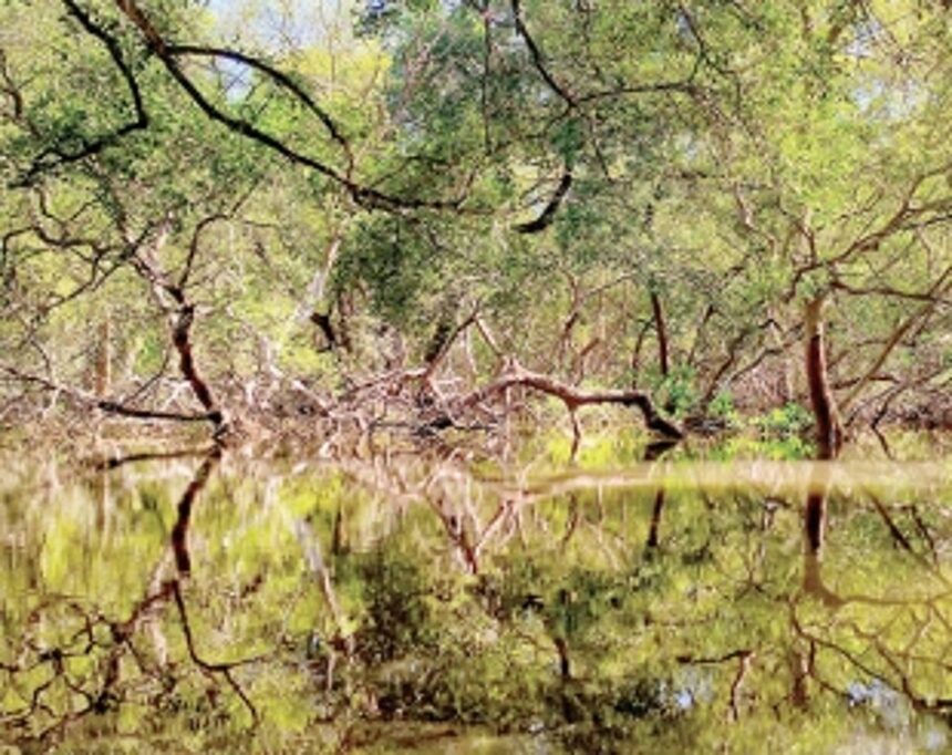 The Wetlands of Goa are still safe