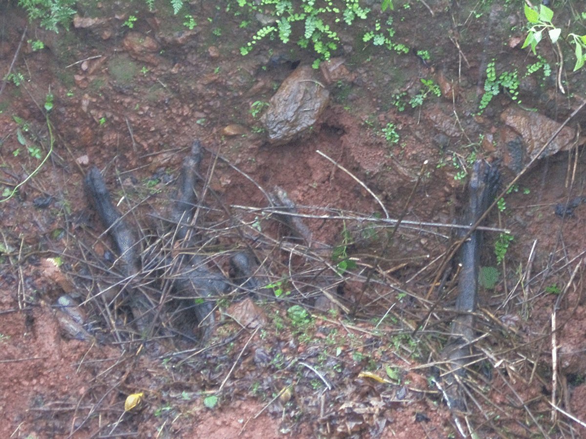 The cadavers discarded in an unused crematorium at Karai-Shiroda.