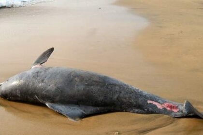 The carcass of a dolphin washed ashore Agonda beach.
