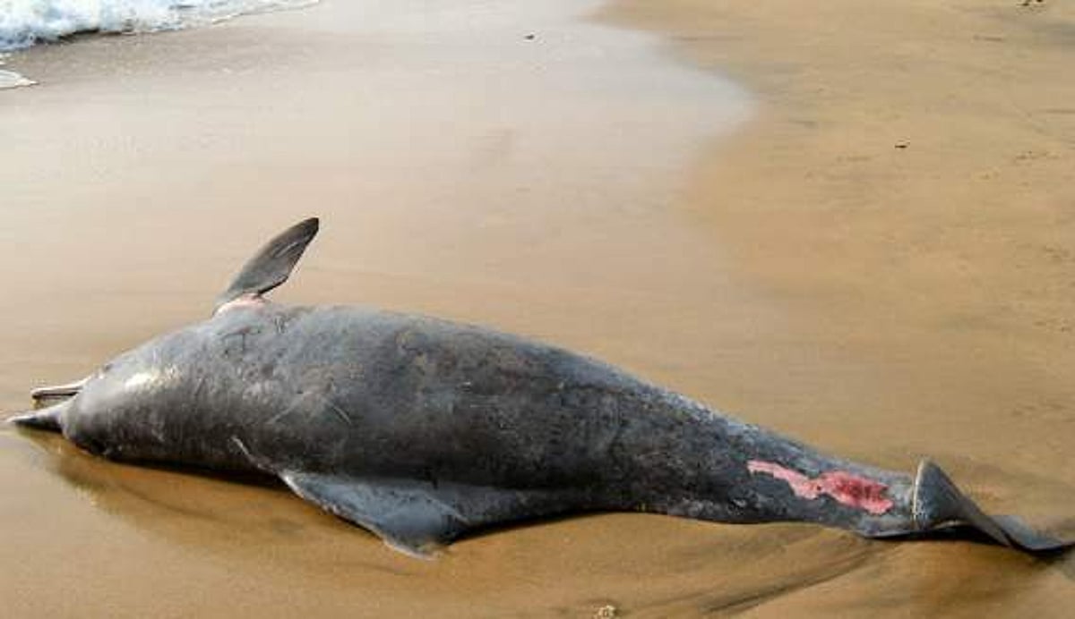 The carcass of a dolphin washed ashore Agonda beach.