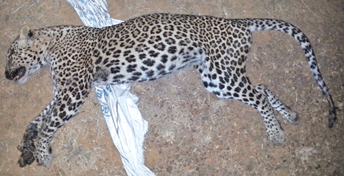 The carcass of the leopard that was found in a cave at Borim-Ponda.