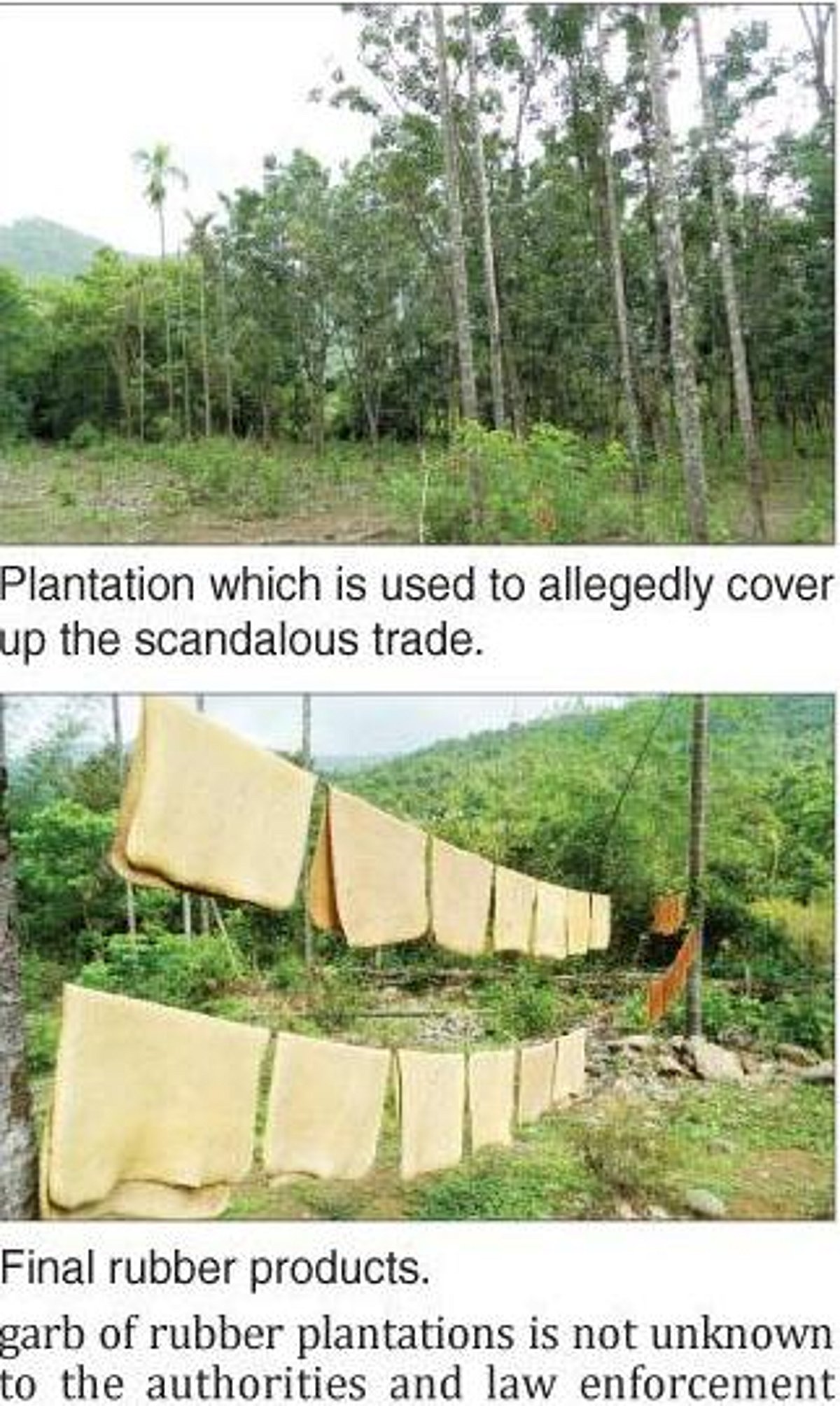 The charas farms of Sindhudurg - Part 1