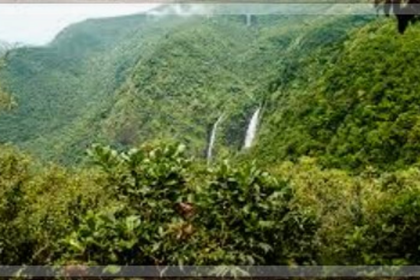 The government establishes a wildlife and forest advisory panel.