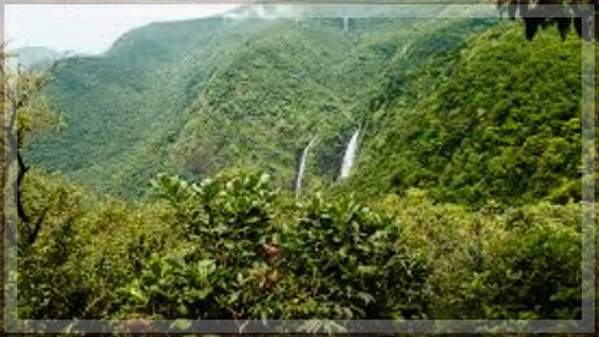 The government establishes a wildlife and forest advisory panel.
