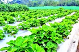 The hills of Sanguem are alive with the vibrance of ripe, juicy strawberries