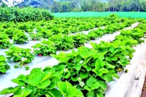 The hills of Sanguem are alive with the vibrance of ripe, juicy strawberries