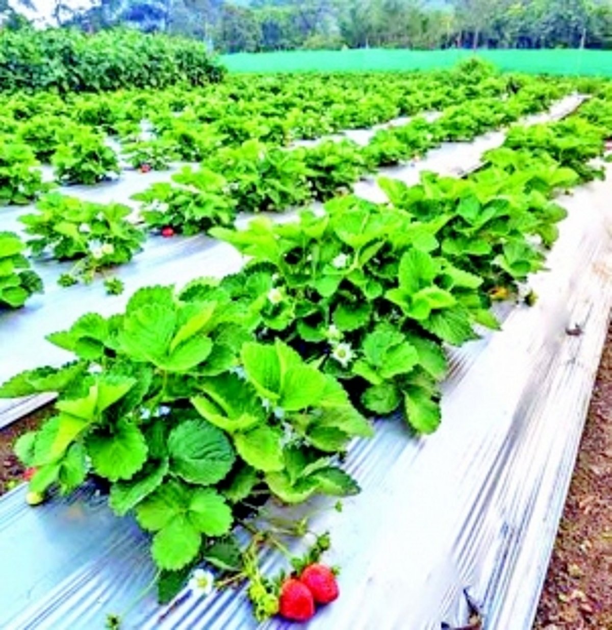 The hills of Sanguem are alive with the vibrance of ripe, juicy strawberries