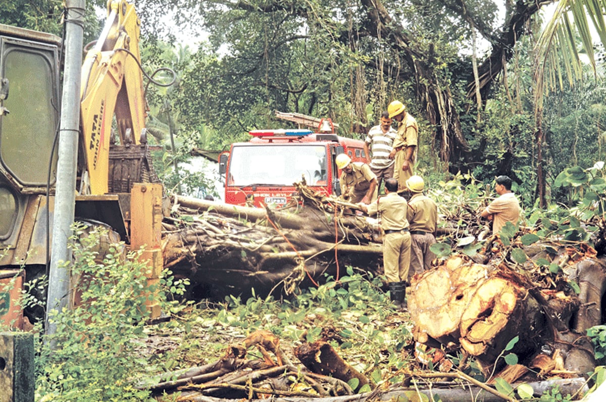 The huge tree that blocked the Dandeavaddo-Gudi road at Sarzora