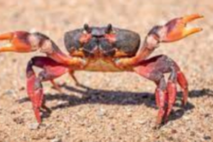 The intricacies of cooking crab