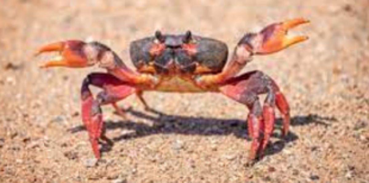 The intricacies of cooking crab