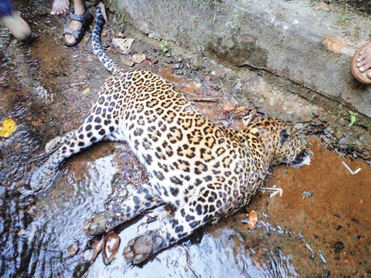 The leopard that was found dead in a pond at Tishem-Borim.