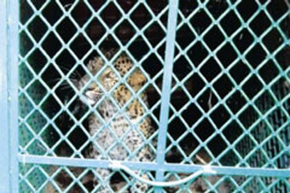 The leopard that was rescued in Canacona.