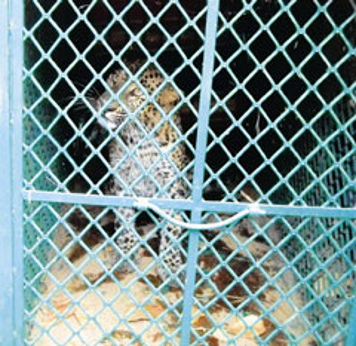 The leopard that was rescued in Canacona.