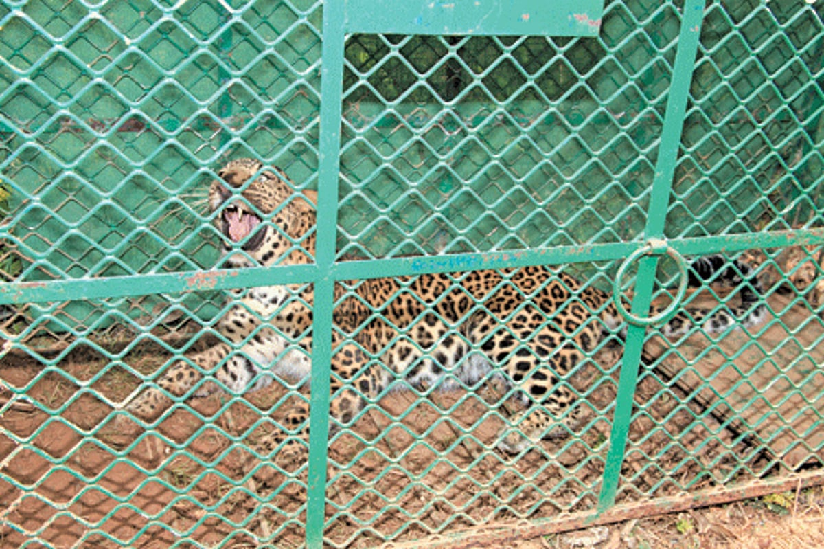 The leopard that was trapped in the premises of INS Hansa