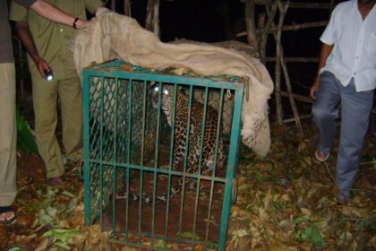 The leopard trapped at Dhave-Sattari.    Photo by Ashraf Khan