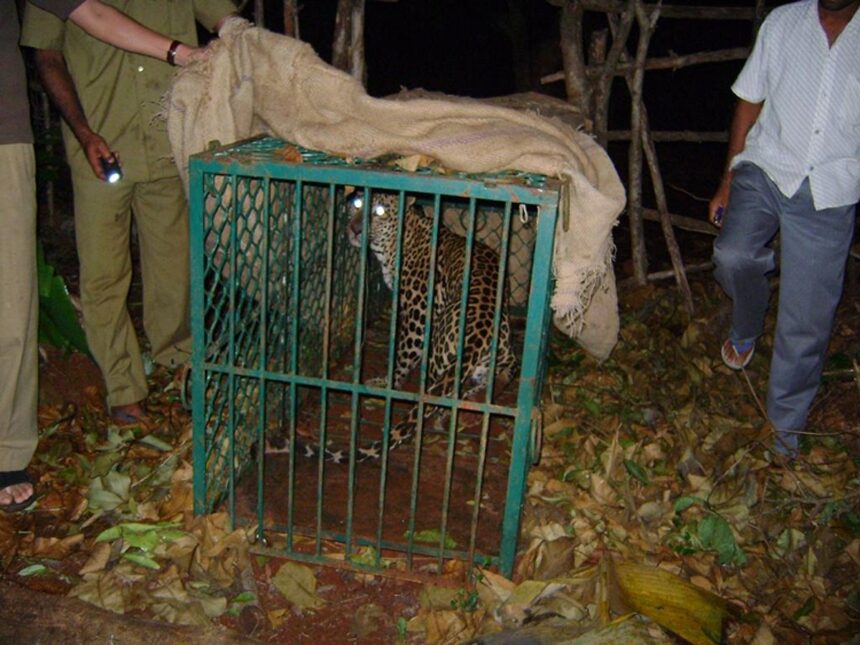 The leopard trapped at Dhave-Sattari.    Photo by Ashraf Khan
